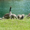 A family of Canada Geese, Banff National Park