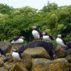 Puffins on the Rocks