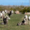 Bighorn Sheep, Boulder City, Nevada