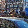 Bird, Car, Canal—Amsterdam!