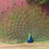 It's spring, when a peacock's plumage is in fine display
