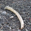 Old whale bone, Antartica