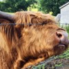 A Highland Cow