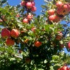 It's apple season in Northern Idaho!