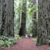 Hiking in the Founder's Grove, Humboldt Redwood State Park, California.