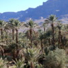 The Draa Valley is known for its large numbers of date palms