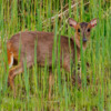 Muntjac walking through the reeds at Fowlmere