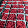 Fresh picked raspberries, Boulder Farmers Market