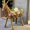 A Patient Donkey in Madrid