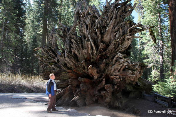 The Fallen Monarch, Mariposa Grove, Yosemite National Park