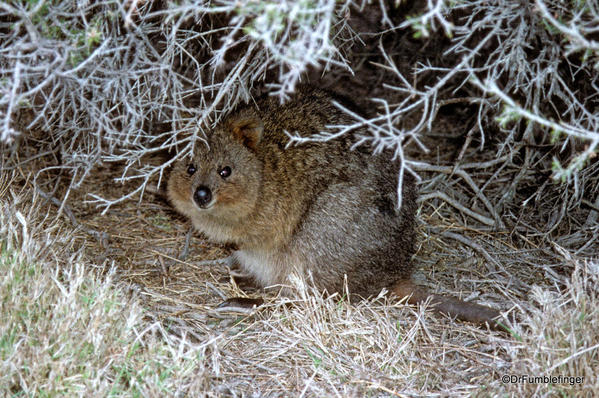 Quokka, Rottnest Island