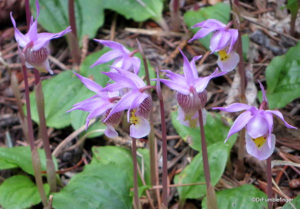 Calypso Orchids, Johnson Lake Trail