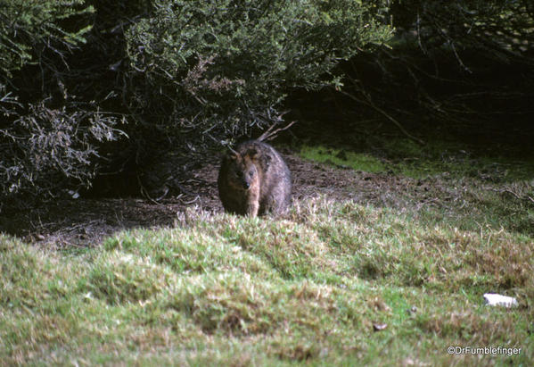 Quokka, Rottnest Island