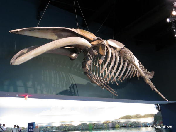 Whale Skeleton, Interior entry to Ripley