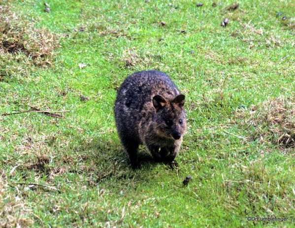 Quokka, Rottnest Island