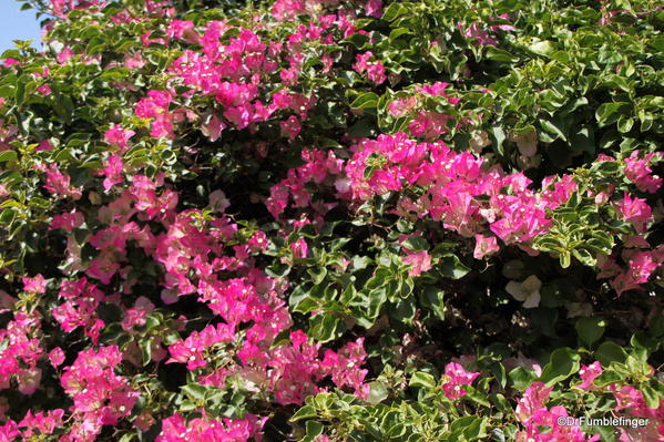 Mission San Juan Capistrano. Garden. Bougainvillea