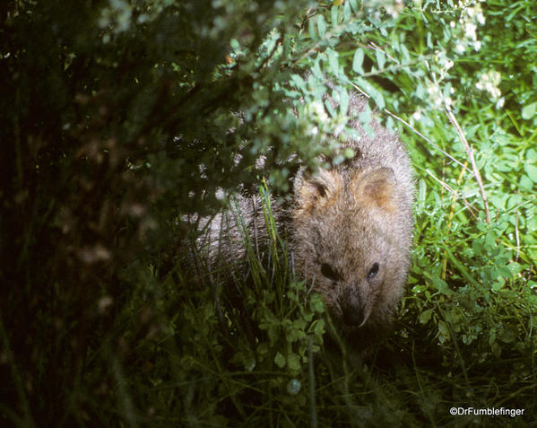 Quokka, Rottnest Island