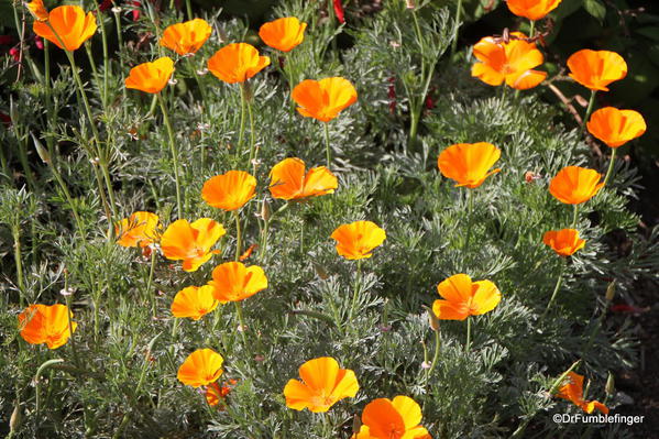 Mission San Juan Capistrano. Garden. California poppies