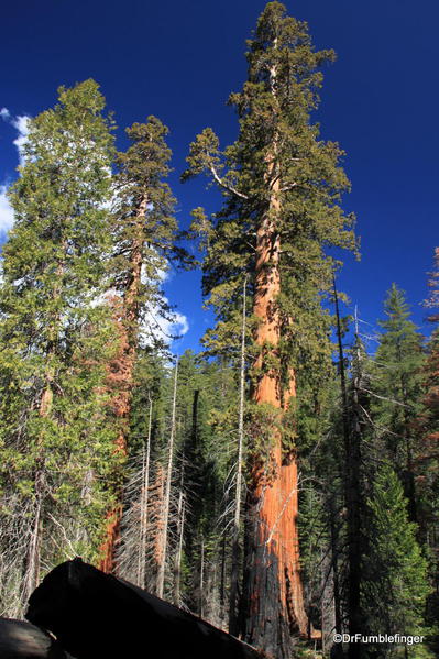 Mariposa Grove, Yosemite National Park