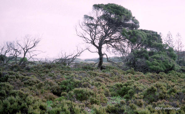 Rottnest Island