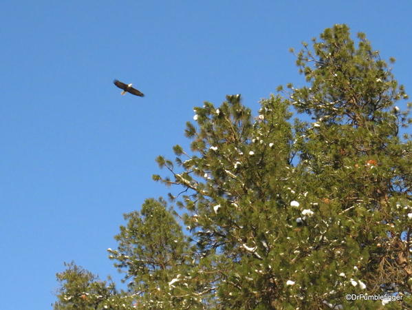 Bald eagle flying over Lake Couer d