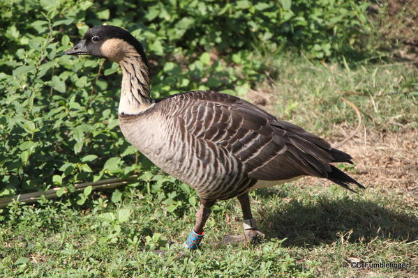 01 Nene, Kauai