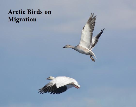 Snow-Goose-flying-1cs-text