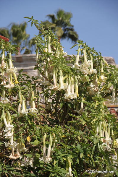 Mission San Juan Capistrano. Angel Trumpet