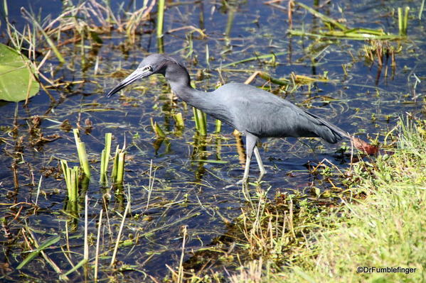 Lesser Blue Heron, Everglades National Park