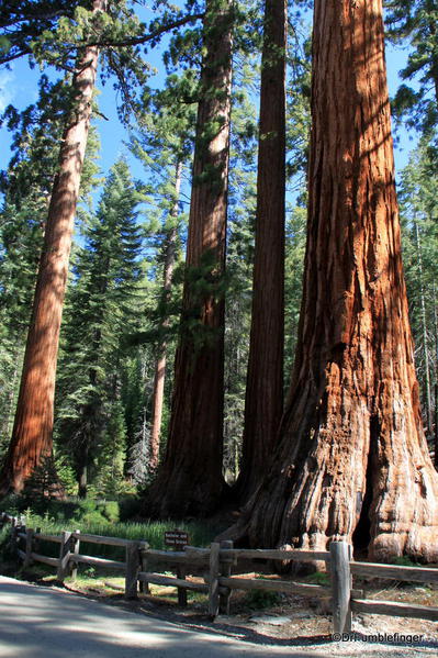 Bachelor and Three Graces, Mariposa Grove, Yosemite National Park