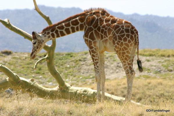 Living Desert, Palm Desert, California. Giraffes