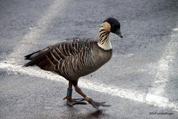 02 Nene, Kauai