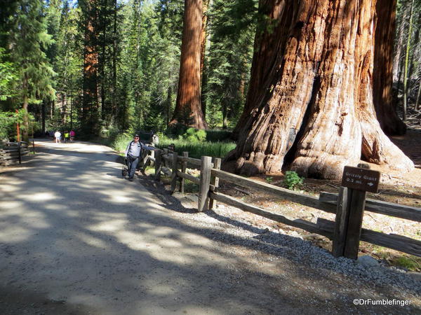 Bachelor and Three Graces, Mariposa Grove, Yosemite National Park