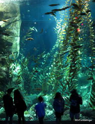 Pacific Kelp Exhibit, Canadian Waters Gallery, Ripley