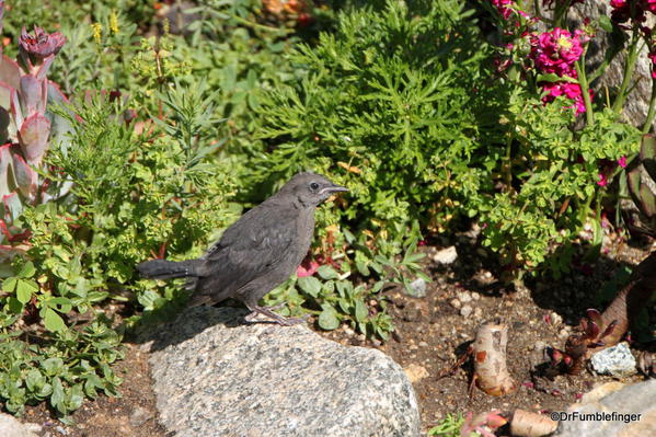 Flowers, Steinbeck plaza, Cannery Row