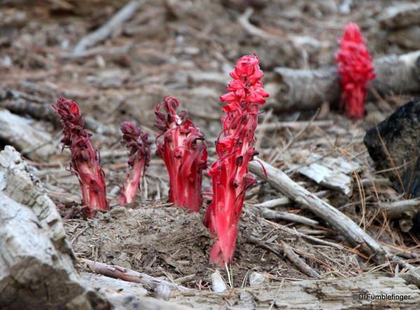 Snow plant, Mariposa Grove, Yosemite National Park