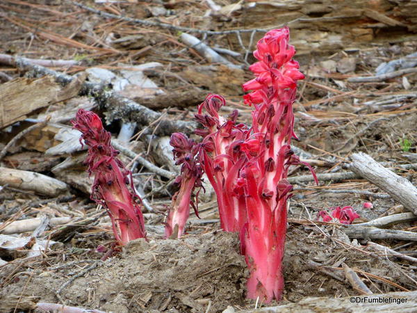 Snow plant, Mariposa Grove, Yosemite National Park