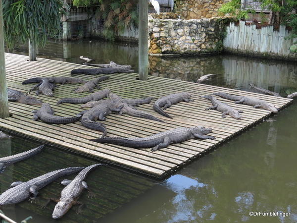 Alligators, Gatorland