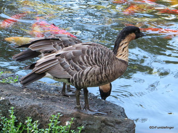 03 Nene, Kauai