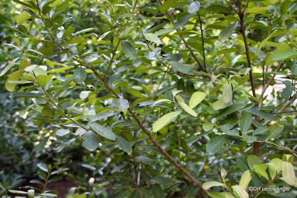 033 Buenos Aires Jardin Botanico 2014. Mate