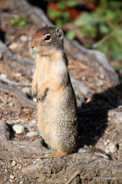 Ground Squirrel, Yoho National Park