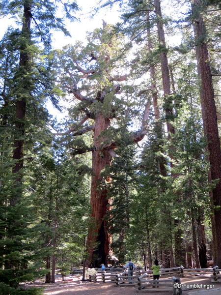 Grizzly Giant, Mariposa Grove, Yosemite National Park