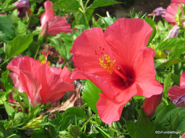 Landscaping, Hapuna Beach Prince Resort. Hawaiian hibiscus are the size of a small frisbee