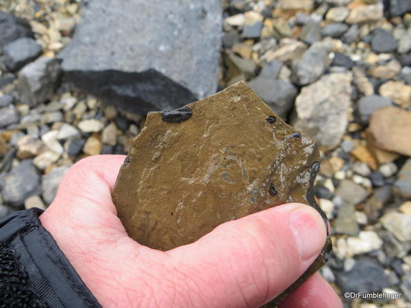 04. Stanley Glacier valley. Looking for fossils (14)