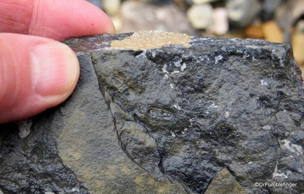 04. Stanley Glacier valley. Looking for fossils (28) Arthropoda