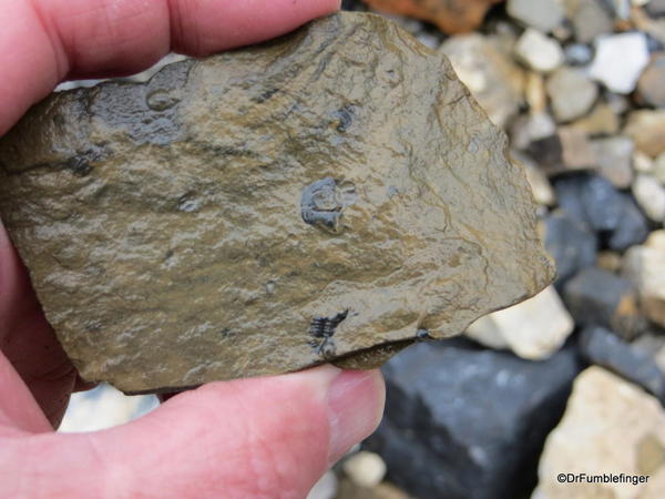 04. Stanley Glacier valley. Looking for fossils (31)