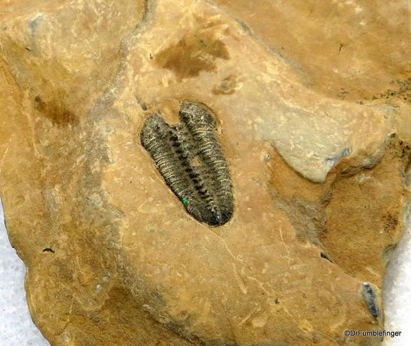 04. Stanley Glacier valley. Looking for fossils (54) Trilobite