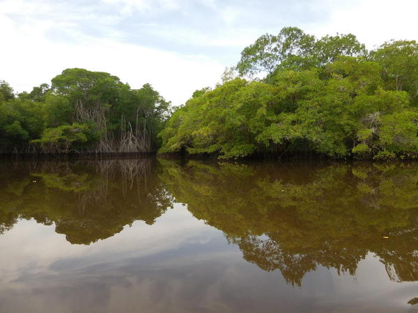 04 2015-11 Guatemala Mangroves 28