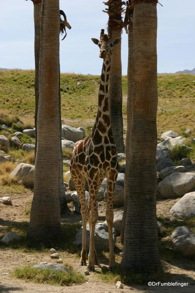 Living Desert, Palm Desert, California. Giraffes