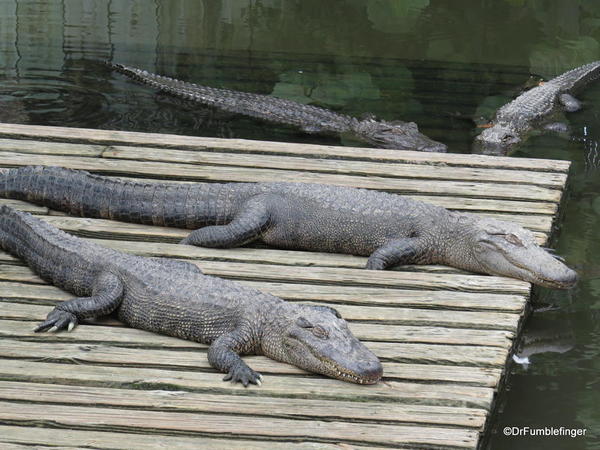 Alligators, Gatorland